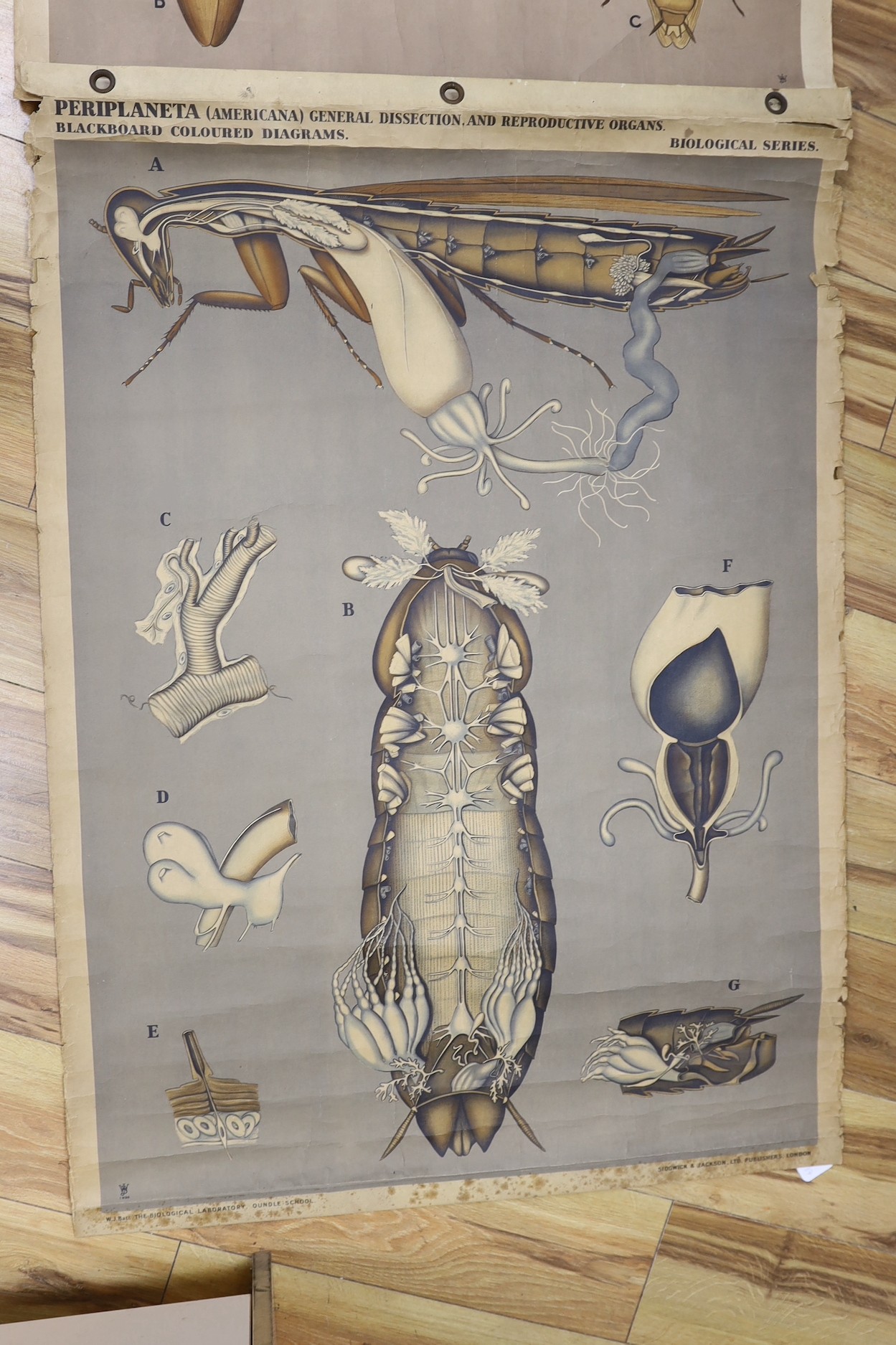 Oundle School, insect dissection wall illustration and another, similar